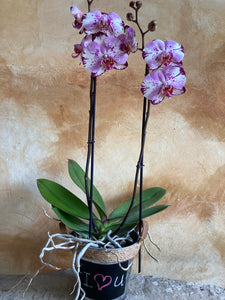 San Valentin 13_Planta de orquídea en cubeta pizarrón